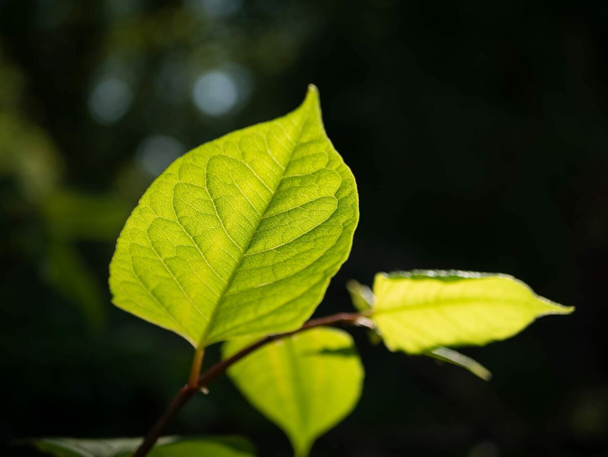 feuille renouée japon